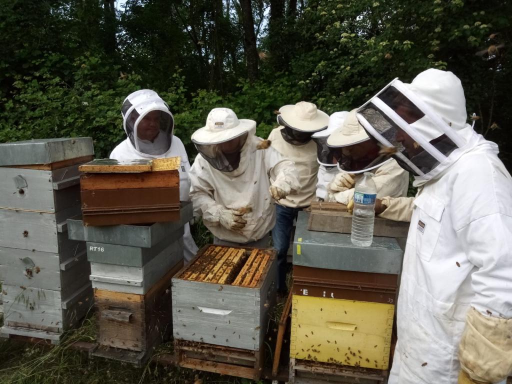 Module 1 Découverte des abeilles et de l'organisation de la ruche