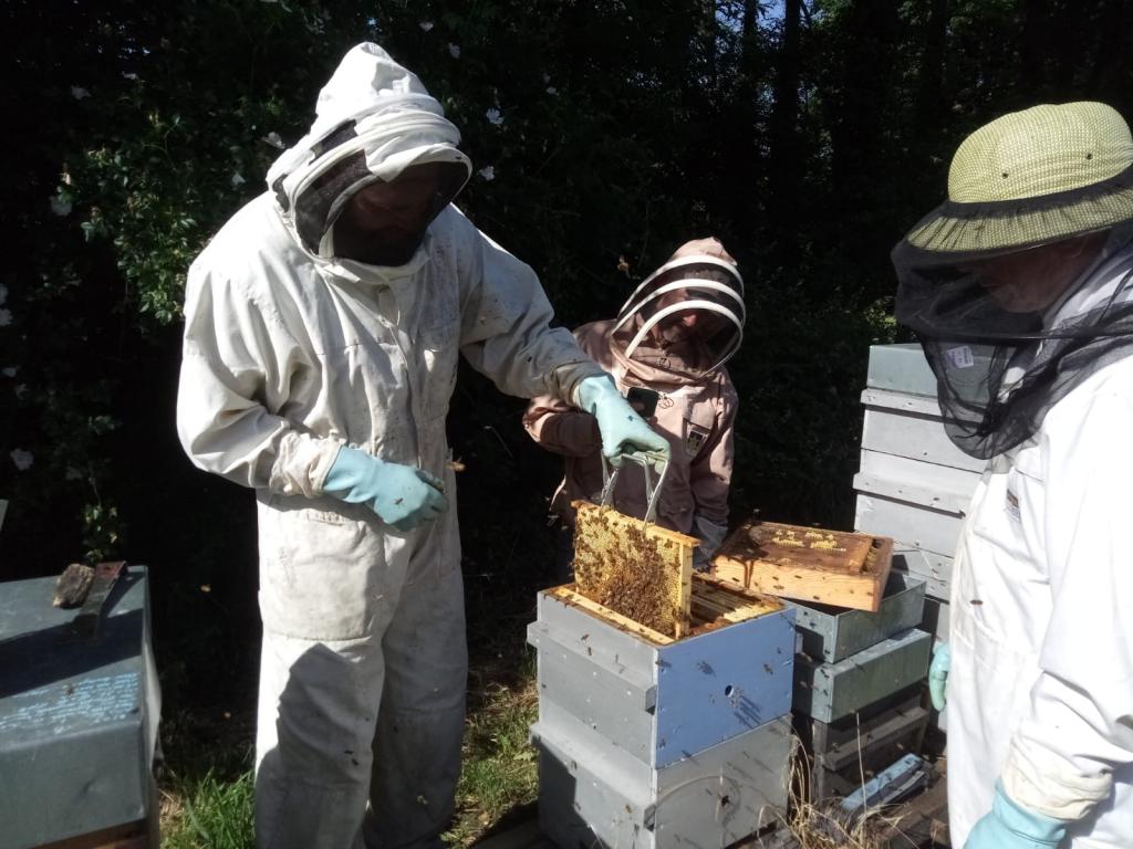 Module 2 Organisation de la saison apicole